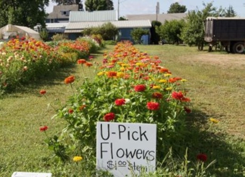 U-Pick flowers